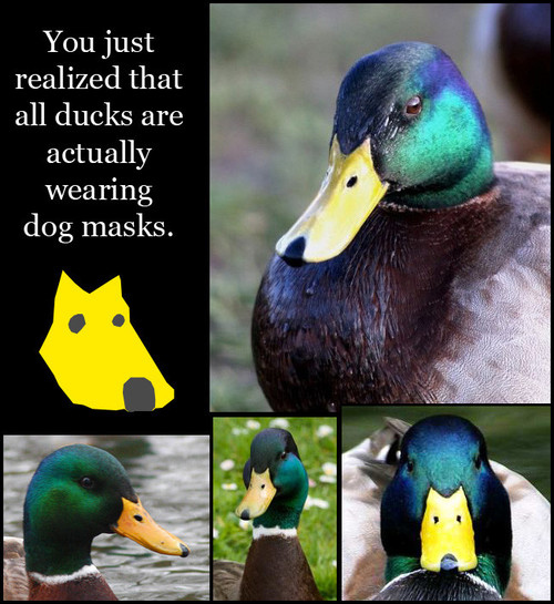 ducks-dog-masks-image